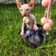 Elf kitten