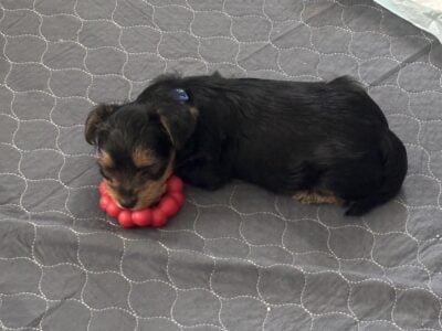 9 week old yorkie puppy(male)