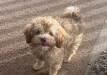 Maltese mix