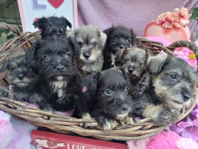 Mini Schnauzer Puppies July