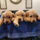 AKC Golden Retriever Puppies