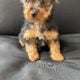 Yorkie puppies
