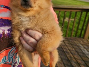 Pomchi puppies born 03/19/2025