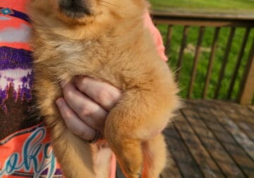 Pomchi puppies born 03/19/2025