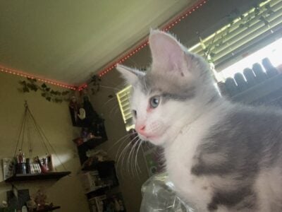 KITTENS READY FOR A GOOD HOME