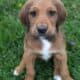 Great DaNoodle Puppies