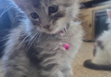 Female Maine Coon kitten
