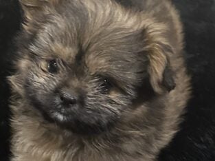 Shiranian Female and Male Puppies
