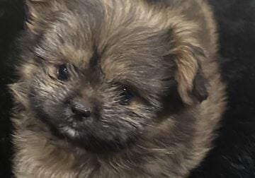Shiranian Female and Male Puppies