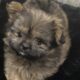 Shiranian Female and Male Puppies