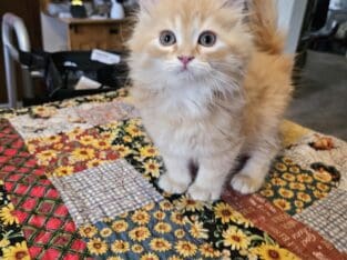 Himalayan/MaineCoon