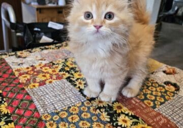 Himalayan/MaineCoon