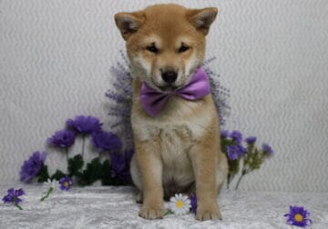AKC Shiba Inu Larry