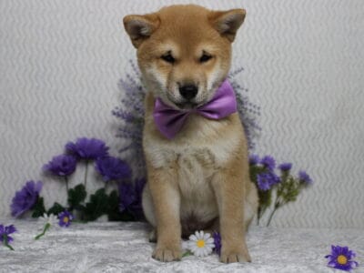 AKC Shiba Inu Larry