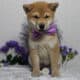 AKC Shiba Inu Larry