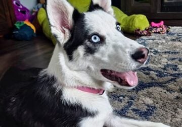 Willow – 11 month old Border/ Husky