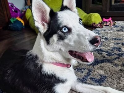 Willow – 11 month old Border/ Husky