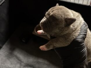 ABKC and UKC American bullies puppies
