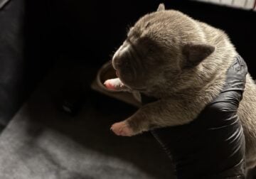 ABKC and UKC American bullies puppies