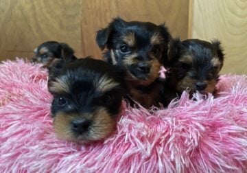 Purebred Yorkshire terrier