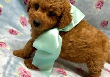 Teacup poodle & maltipoo