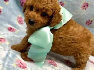 Teacup poodle & maltipoo