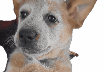 Blue and red heeler pups