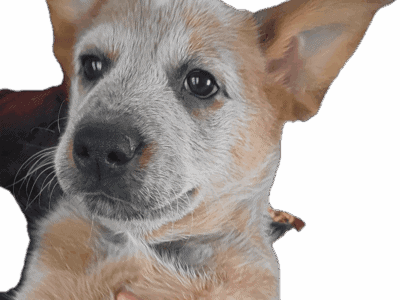 Blue and red heeler pups