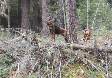 SuwediRidgebacks Trained Rhodesian Ridgebacks