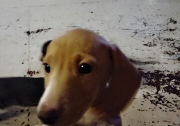 dachshund