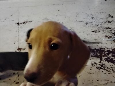 dachshund