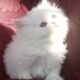 Beautiful Pure Persians Lockport,NY