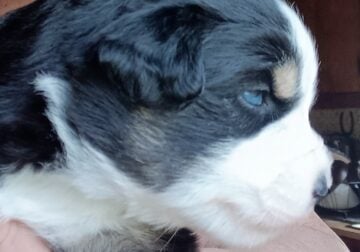 Black Tri Mini Aussie Male “Jase”