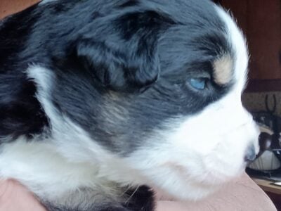Black Tri Mini Aussie Male “Jase”