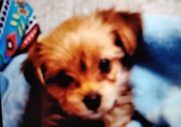 Morkie