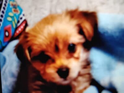 Morkie