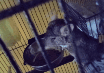 Chinchillas
