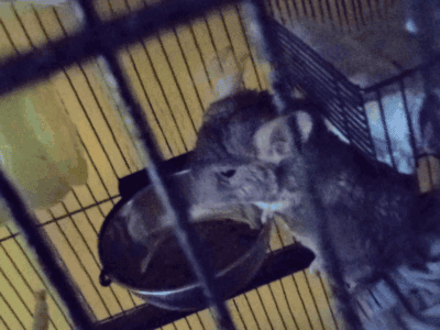 Chinchillas