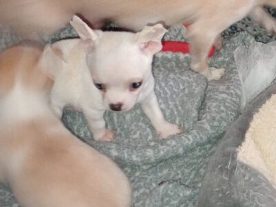 Chihuahua puppies