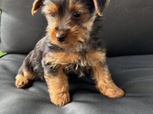 Yorkie puppies