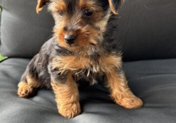 Yorkie puppies