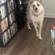 Great Pyrenees and Australian Cattle Dog Mix Puppy