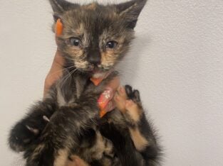 Calico kitten