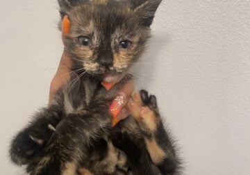 Calico kitten