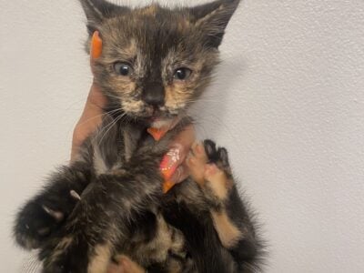 Calico kitten