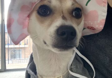 Chihuahua mix puppy