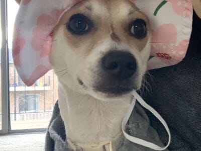 Chihuahua mix puppy