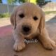 AKC Golden Retrievers