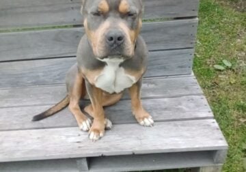 Bullie for sale