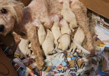 Purebred Bichon Frise